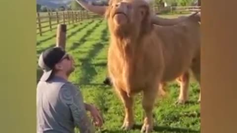 When animals change mood this will be the result! ViralSnare