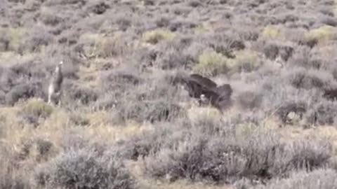 The eagle catches the rabbit