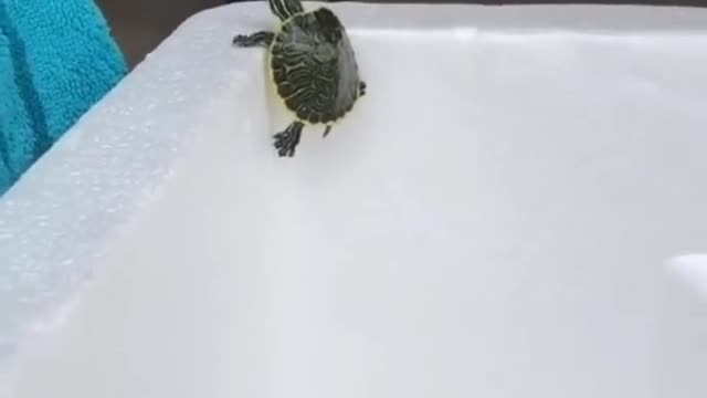 Cute turtle race