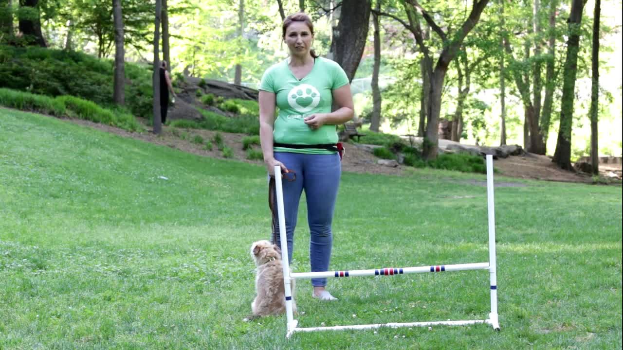 Train your dog to Jump Hurdles - Critter Boutique Training Moment