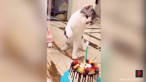 Curious cat hits a candle