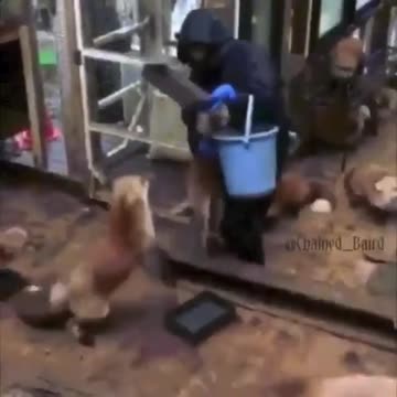 Crazy like a fox for food 😂