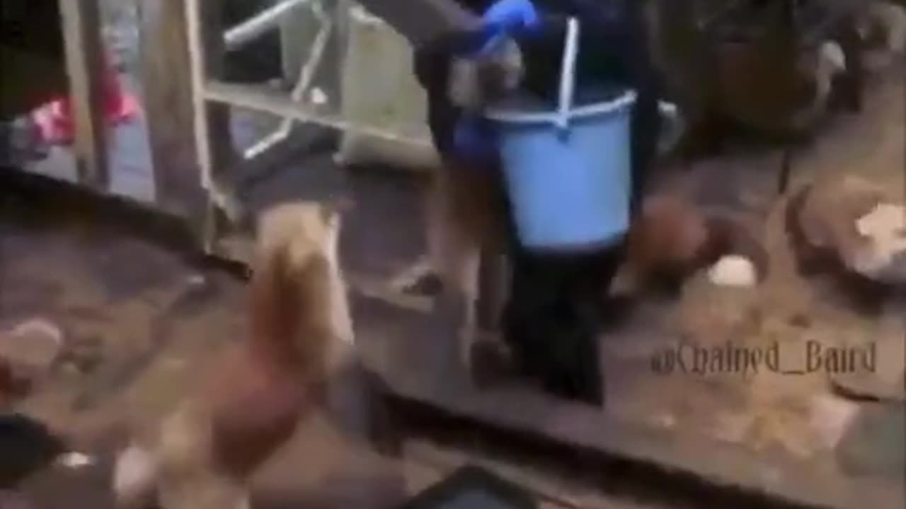 Crazy like a fox for food 😂