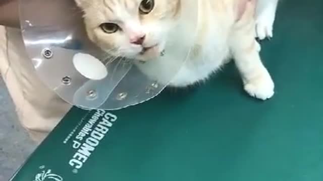 Funny cat injection video compilation