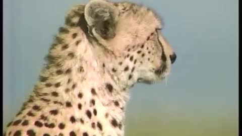 cheetah speed