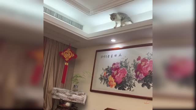 Baby Cats Cute and Funny Cat Videos Compilation 4 Aww Animals