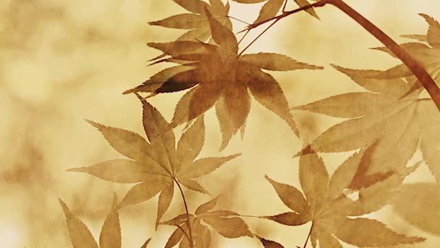 Samurai No Jounetsu (サムライの情熱)[Teaser]