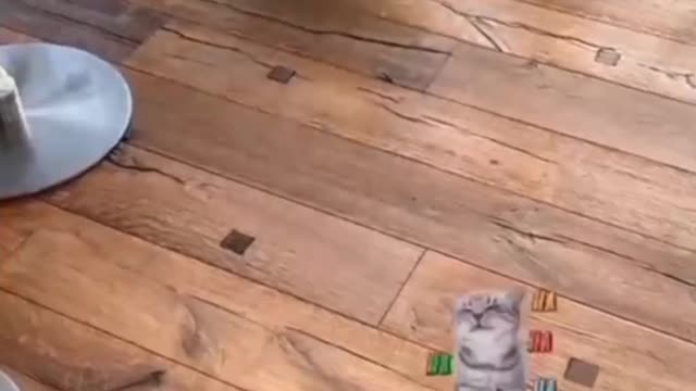 scared cat