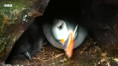 Fatherhood in the Animal Kingdom BBC Earth