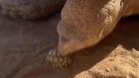 Tortoise Meets One of His Babies