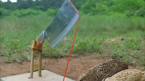 Easy build underground quail bird trap using paper hole #shorts