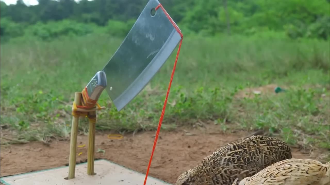 Easy build underground quail bird trap using paper hole #shorts