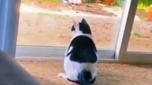 Funny cats video.