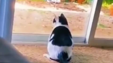 Funny cats video.