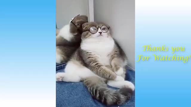 Cute Cats and Funny Dogs