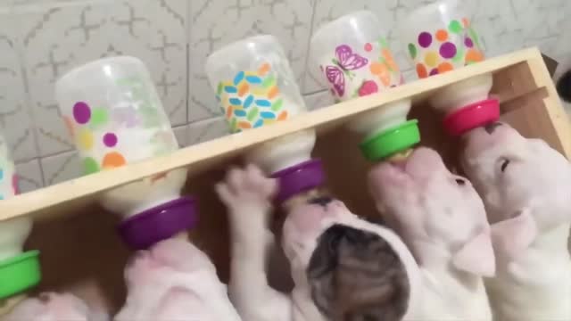 😍😍🥰🥰 Cutest Puppy you ever see 😍😍🥰🥰 Funny Videos | Cute puppy eat | Dog