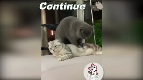 MASSAGE CAT Funny and Cute Cats