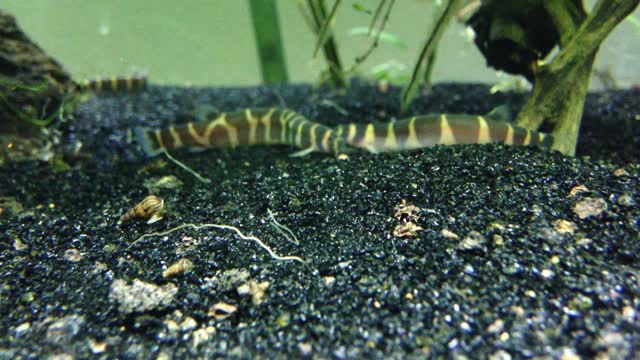 Kuhli Loaches (Pangio kuhlii)