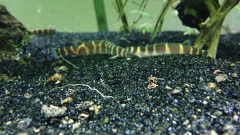 Kuhli Loaches (Pangio kuhlii)