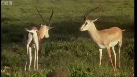 Animals Fight For Mates | BBC Earth