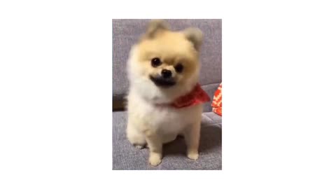 Funny pets
