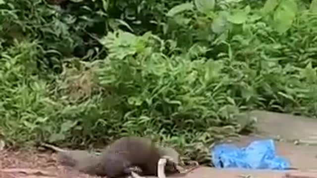 The mangut dog fight with the cobra