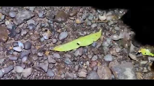 Caterpillar