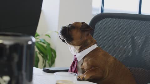 Dog on business??