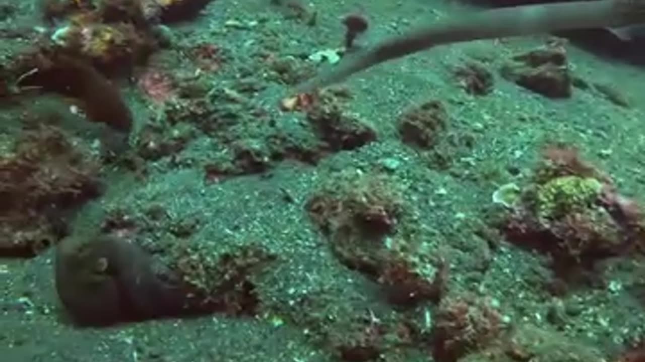 Octopus camouflage