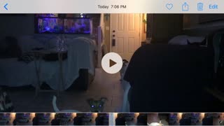 Clear orb engaging with dogs