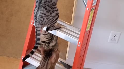 Cats take over ladder during service call