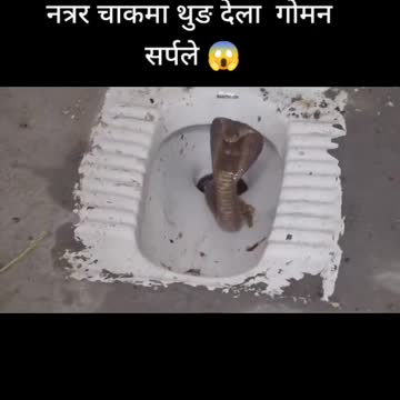 Snake in toilet