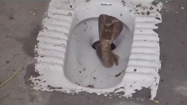 Snake in toilet