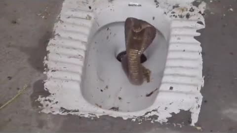 Snake in toilet