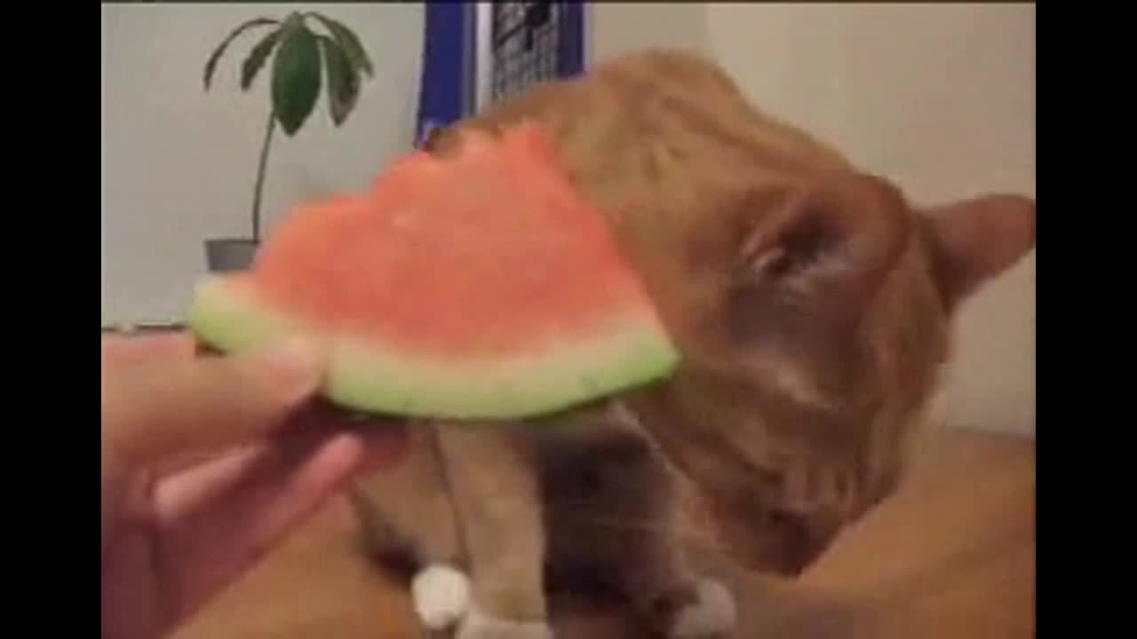 The cat eats watermelon!