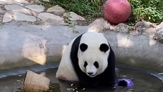 panda