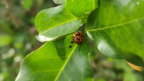 a little ladybug 🐞