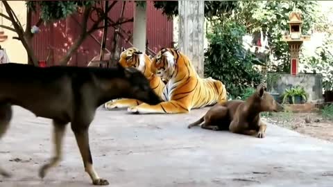 Dog vs Tiger toy. #7