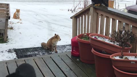 Alaskan Wildlife Greets Woman at Front Door