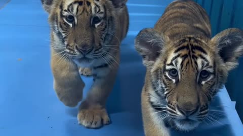 Wow!!!🐯 adorable tiger baby