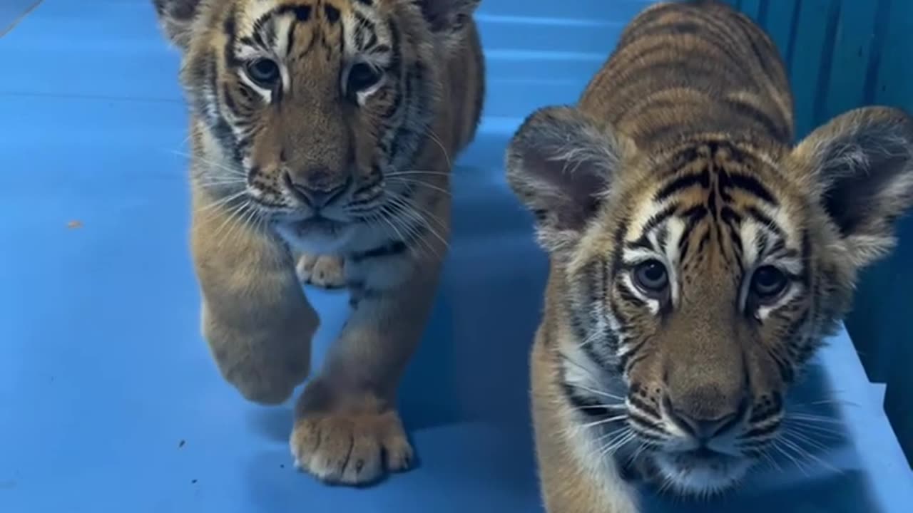 Wow!!!🐯 adorable tiger baby