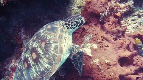 Underwater turtle among a school of fish and corals