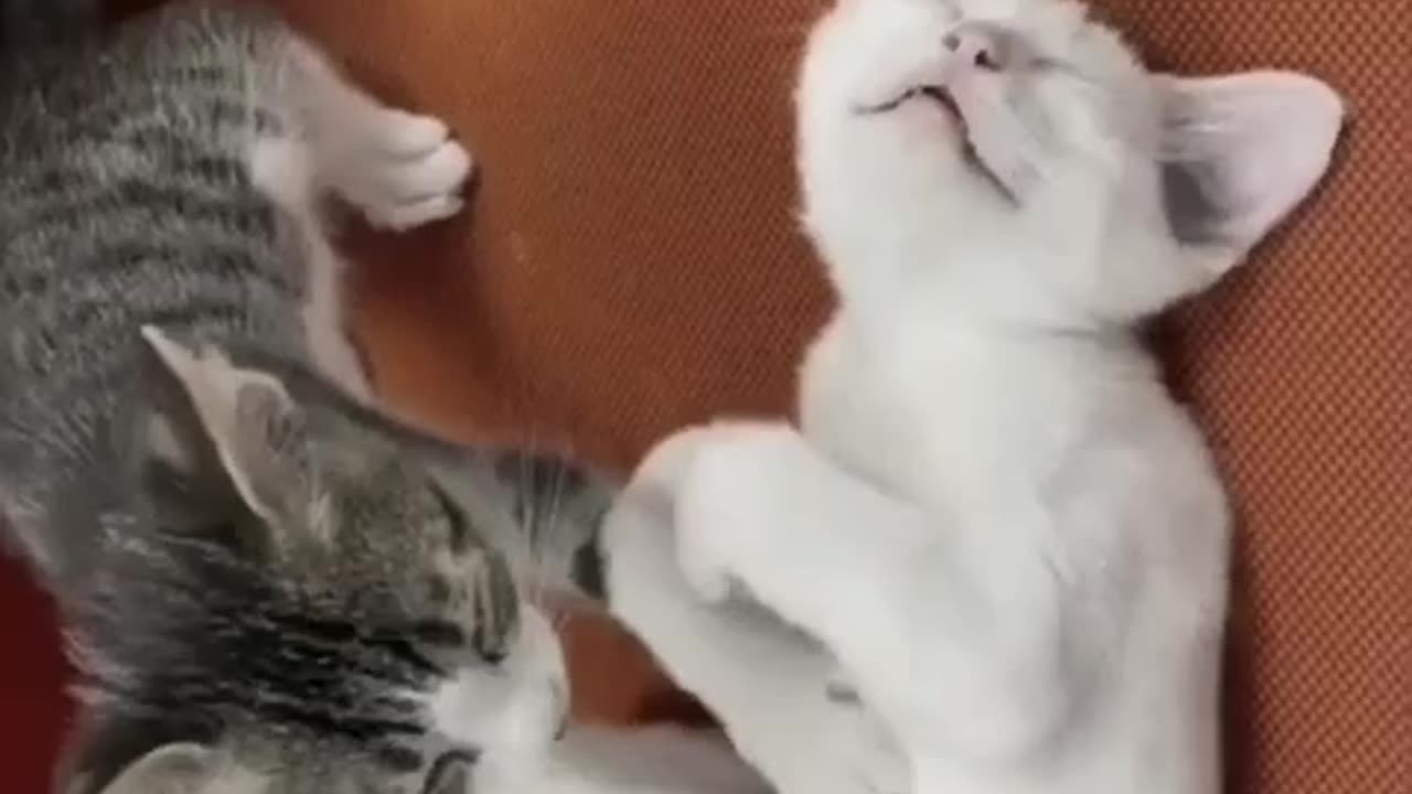 A cat doing a massage 😂😂😍💕