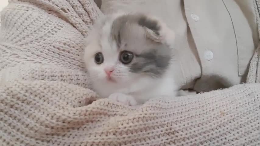 Cute kitten 😻