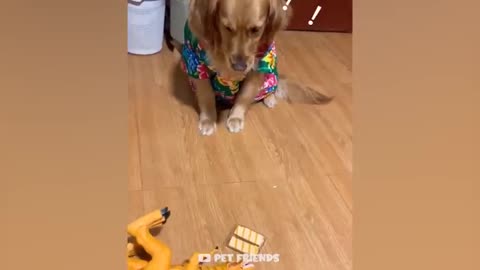 OMG funniest cats and dogs videos 2021