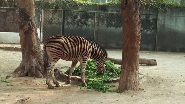 Zebra In The Zoo