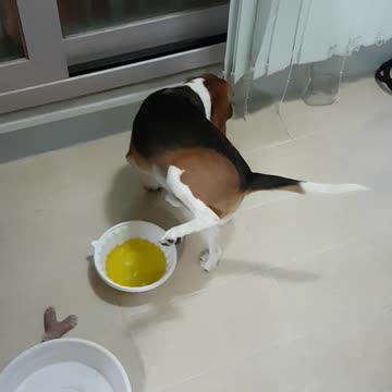 Dog Pees In Bowl