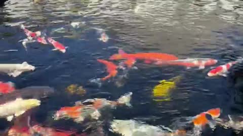 Fishes swimming in the pool