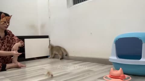 Try Not To Laugh 😂 Funniest Cats and Dogs Videos 😹🐶 Part 6