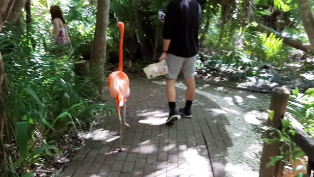 Flamingo walking with Andrei
